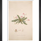 Erodium romanum - Art print