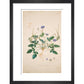 Erodium gruinum - Art print