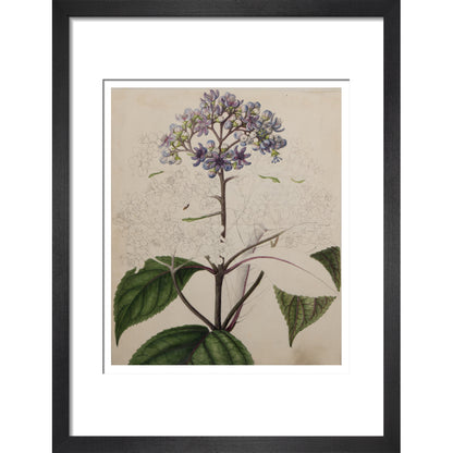 Adamia versicolor - Art print