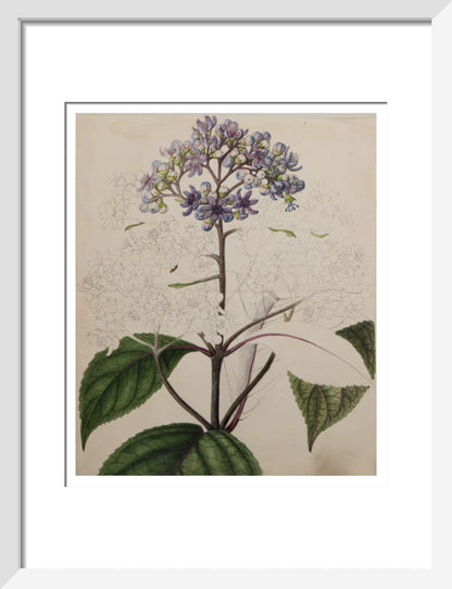 Adamia versicolor - Art print