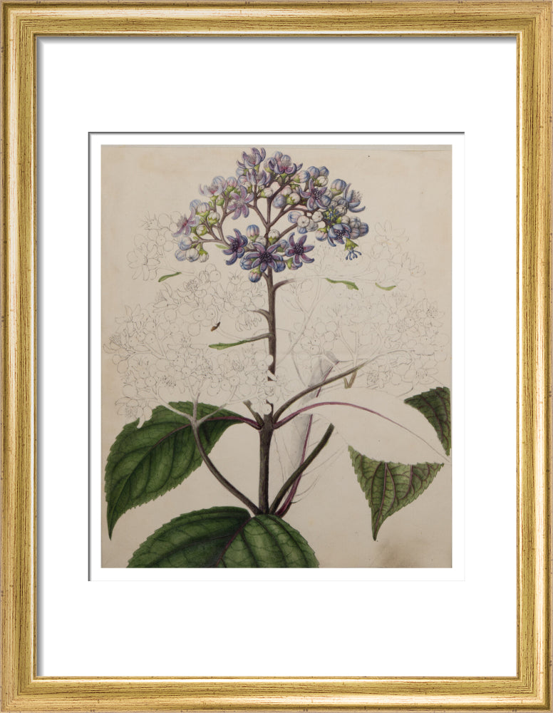 Adamia versicolor - Art print