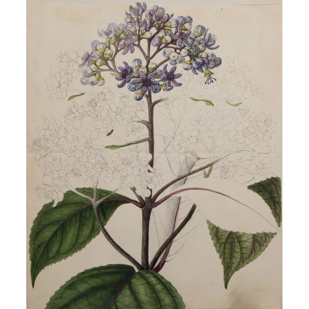 Image for Adamia versicolor print. 