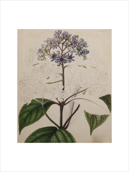 Adamia versicolor - Art print