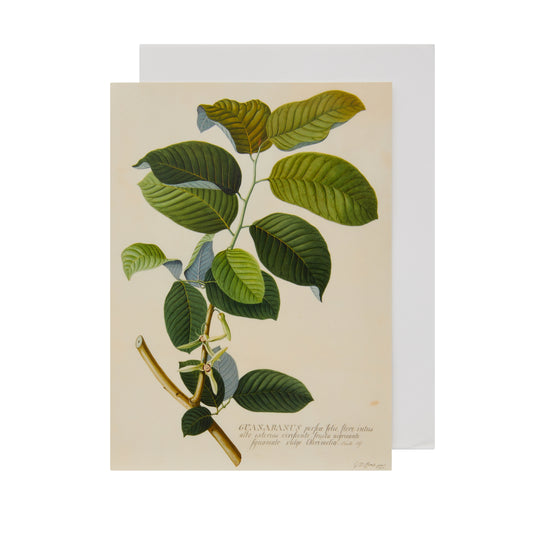 Custard Apple - Greeting card