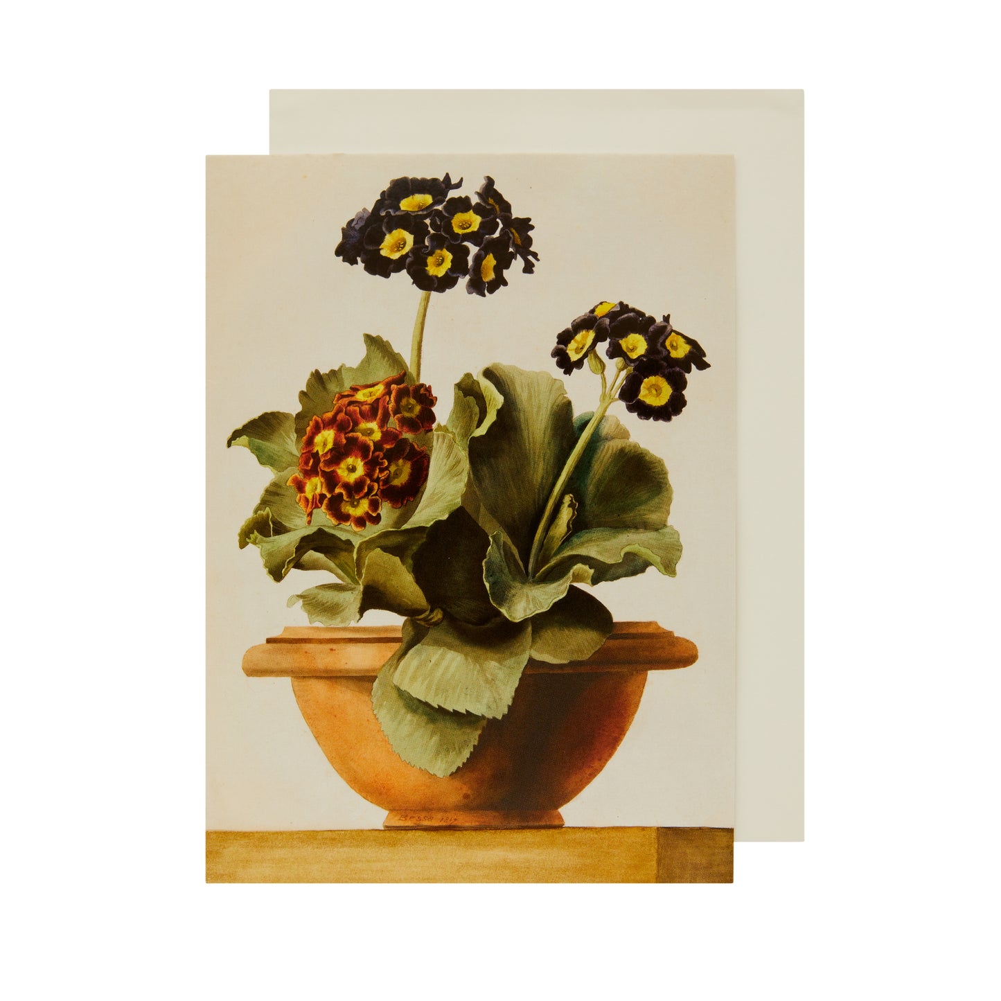 Potted Primulas - Greeting card