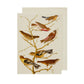 Greeting card - A Group of Finches by John James Audubon. Seven finch species on a bough, against a white background. Brought to you by CuratingCambridge.co.uk