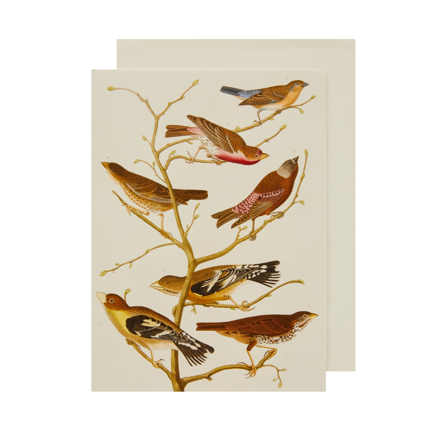 Greeting card - A Group of Finches by John James Audubon. Seven finch species on a bough, against a white background. Brought to you by CuratingCambridge.co.uk