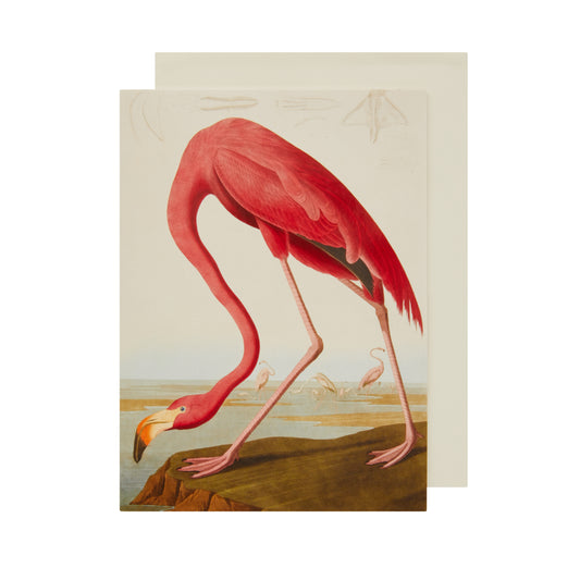 Greeting card, portrait format. Pink American flamingo on a brown shore, by John James Audubon. From the collection of The Fitzwilliam Museum, brought to you by CuratingCambridge.co.uk