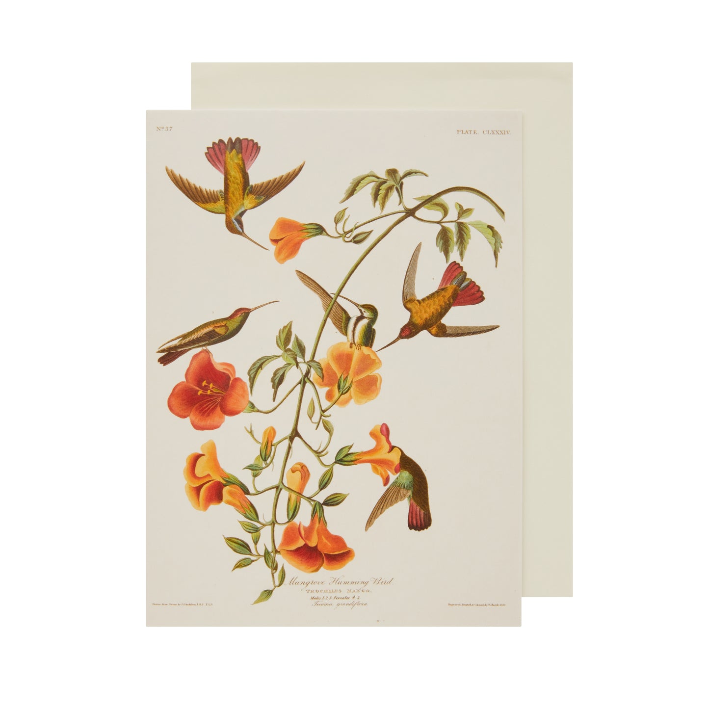Greeting card, portrait format - hummingbirds by John James Audubon. Five hummingbirds around a sprig with orange flowers. From the collection of The Fitzwilliam Museum, brought to you by CuratingCambridge.co.uk