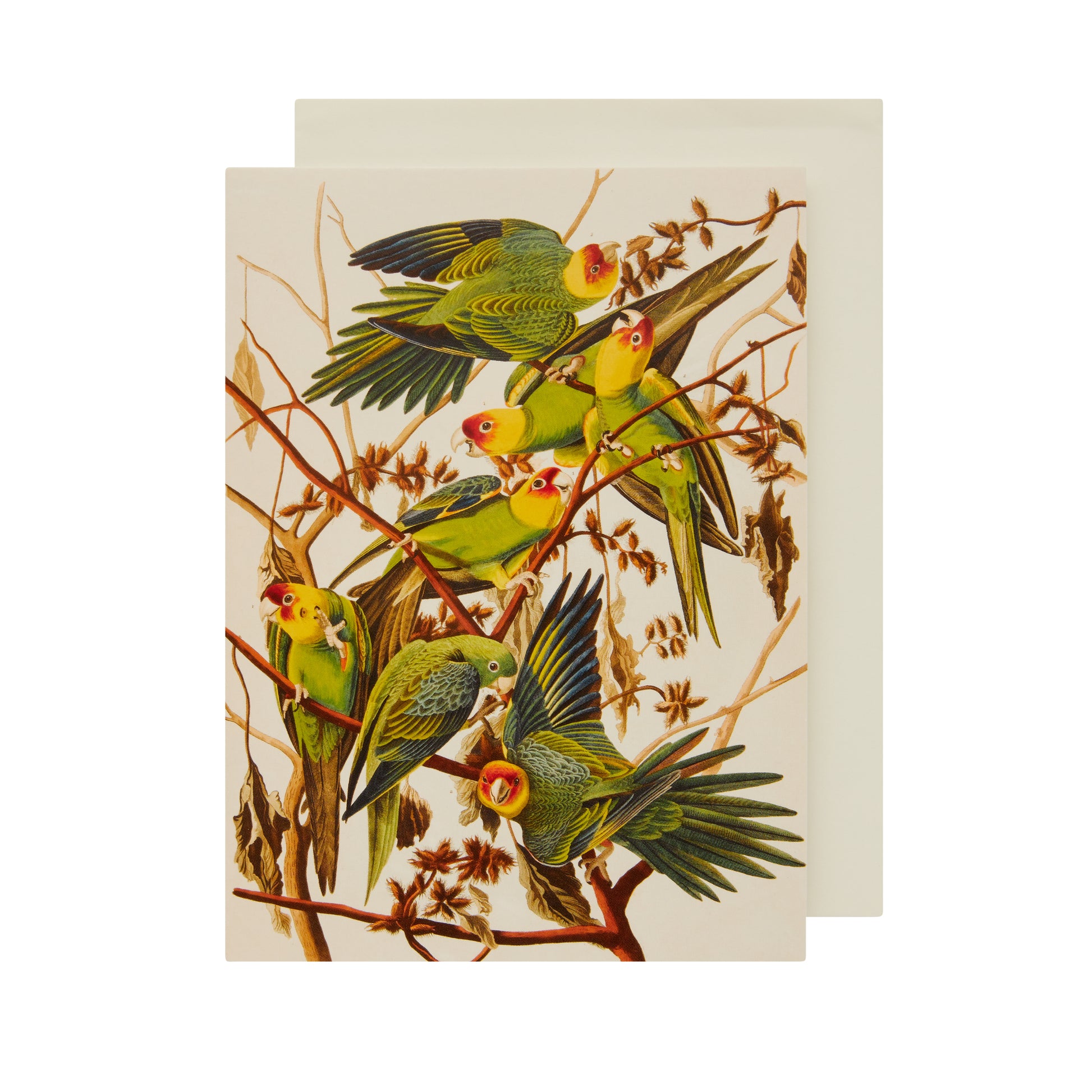 Greeting card, portrait format. Carolina parakeets by John James Audubon. Several bright green small parrots with yellow and red heads/faces on a branch. From the collection of The Fitzwilliam Museum, brought to you by CuratingCambridge.co.uk