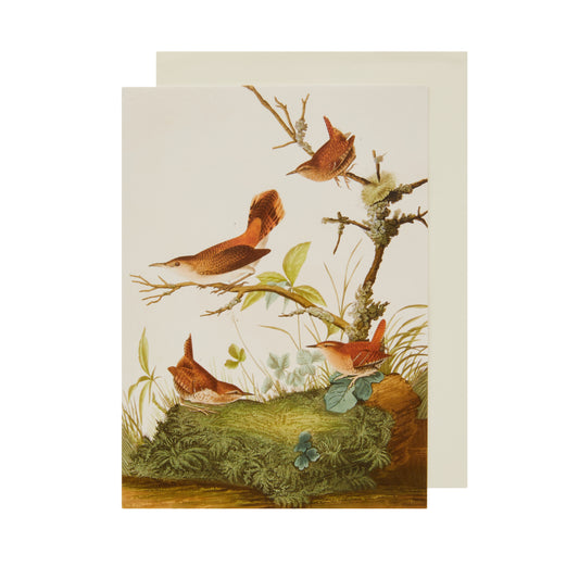 Greeting card, portrait format. Four brown wrens in a scene of grass and twigs. By John James Audubon, from the collection of The Fitzwilliam Museum, brought to you by CuratingCambridge.com
