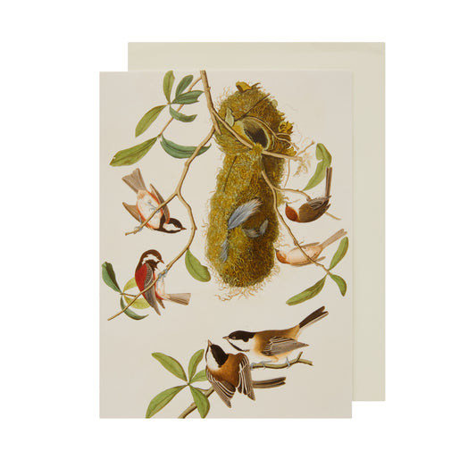 Greeting card, portrait format. Three species of titmouse depicted by John James Audubon: chestnut-backed, chestnut-crowned, and black-cap. Elongated nest in the middle of the illustration. From the collection of The Fitzwilliam Museum, brought to you by CuratingCambridge.co.uk