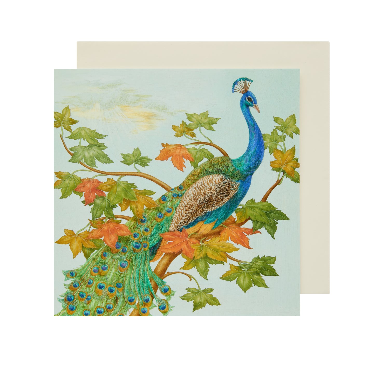 A Peacock - Greetings card