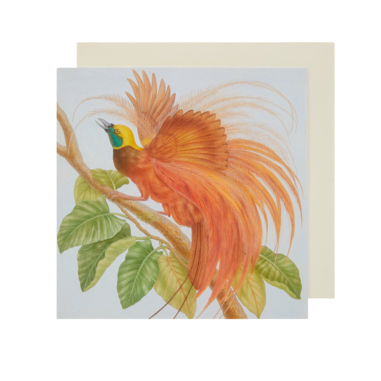 Count Raggi's Bird of Paradise - Greetings card