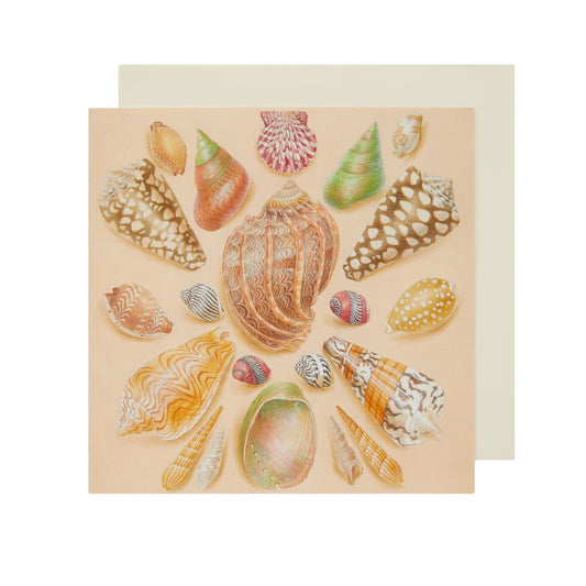 A Group of Seashells - Greetings card