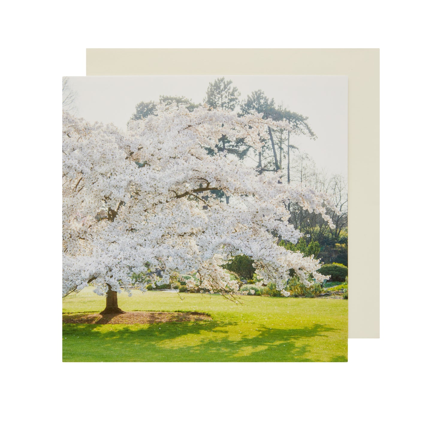Yoshino Cherry Tree - Greeting card