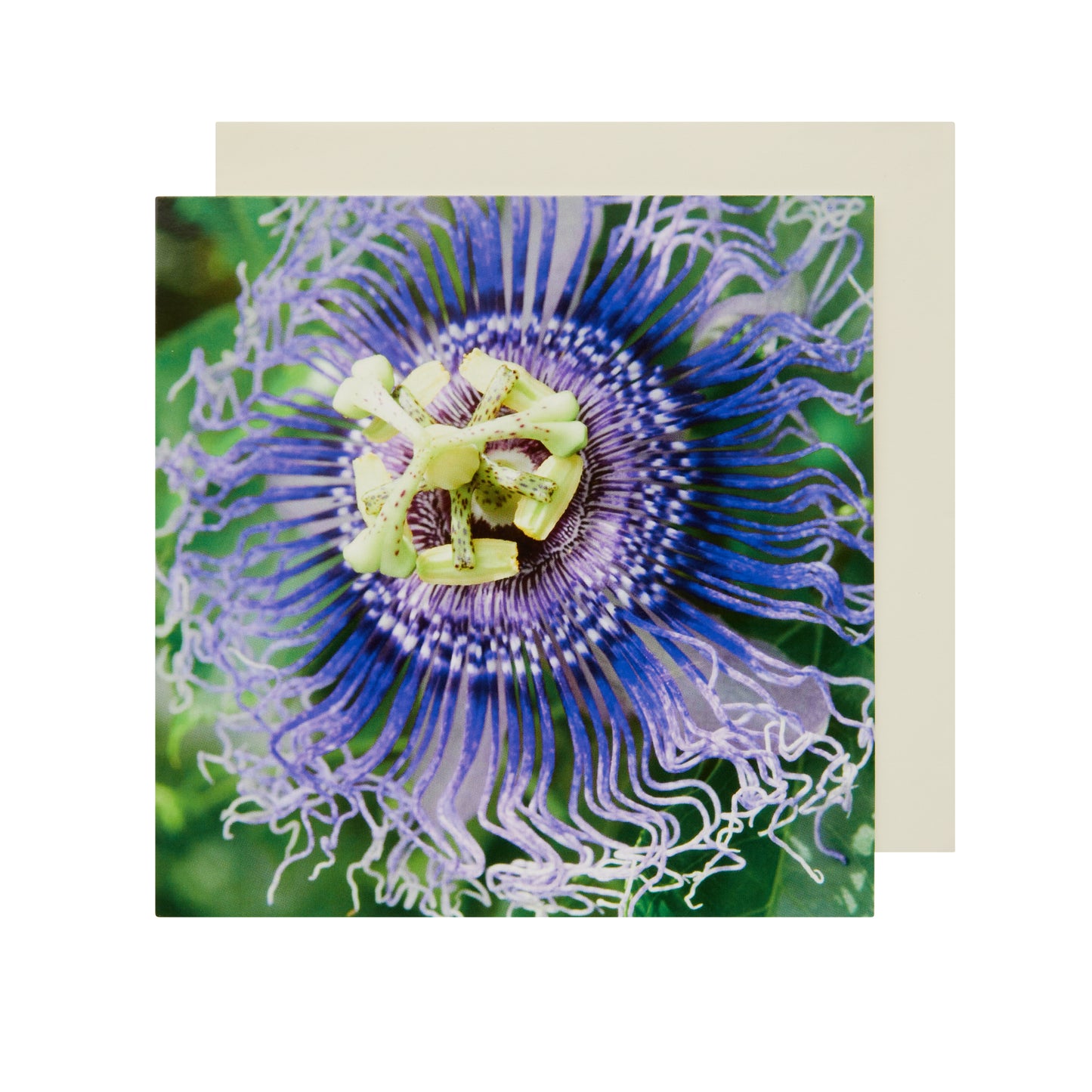 Passiflora - Greetings Card