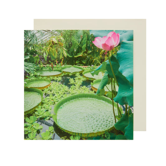 Giant Water Lily - Greetings Card