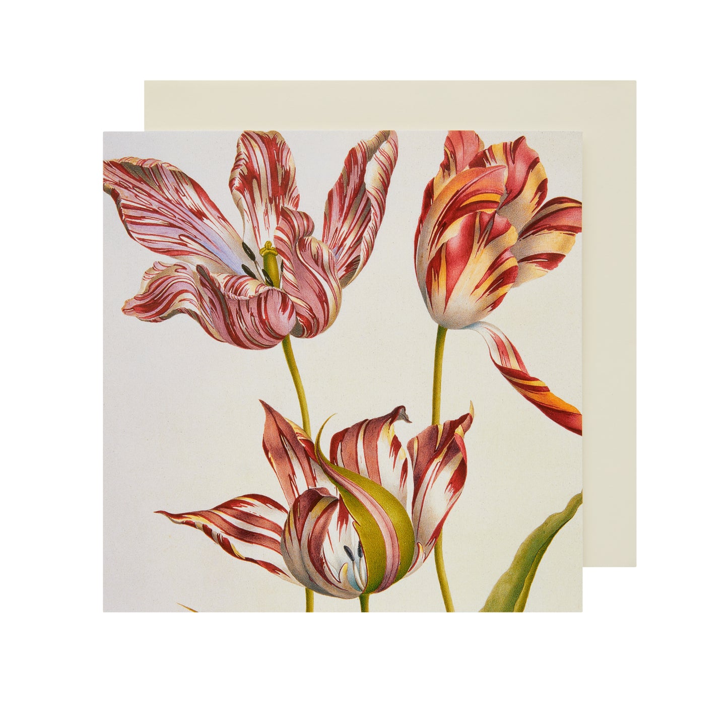 Three 'Broken' Tulips - Greeting card