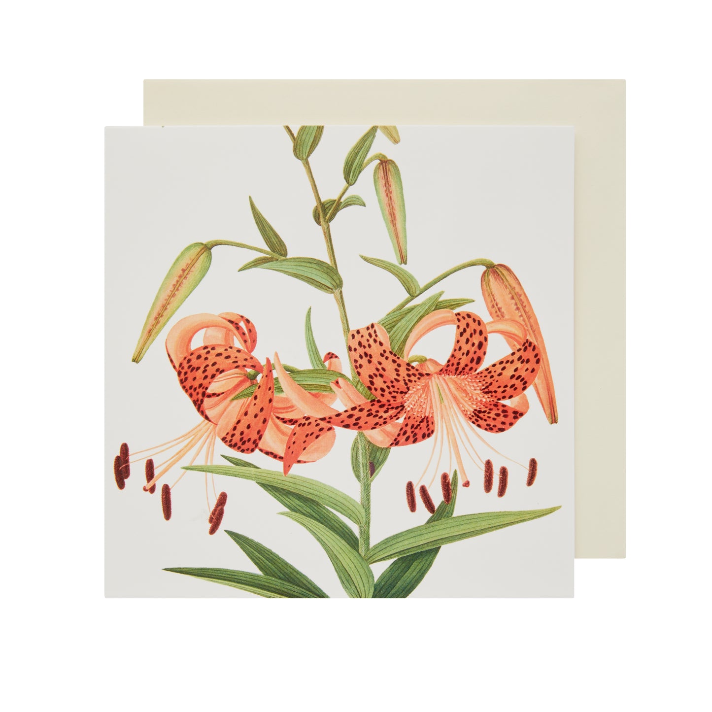 Greeting Card Tiger Lily
