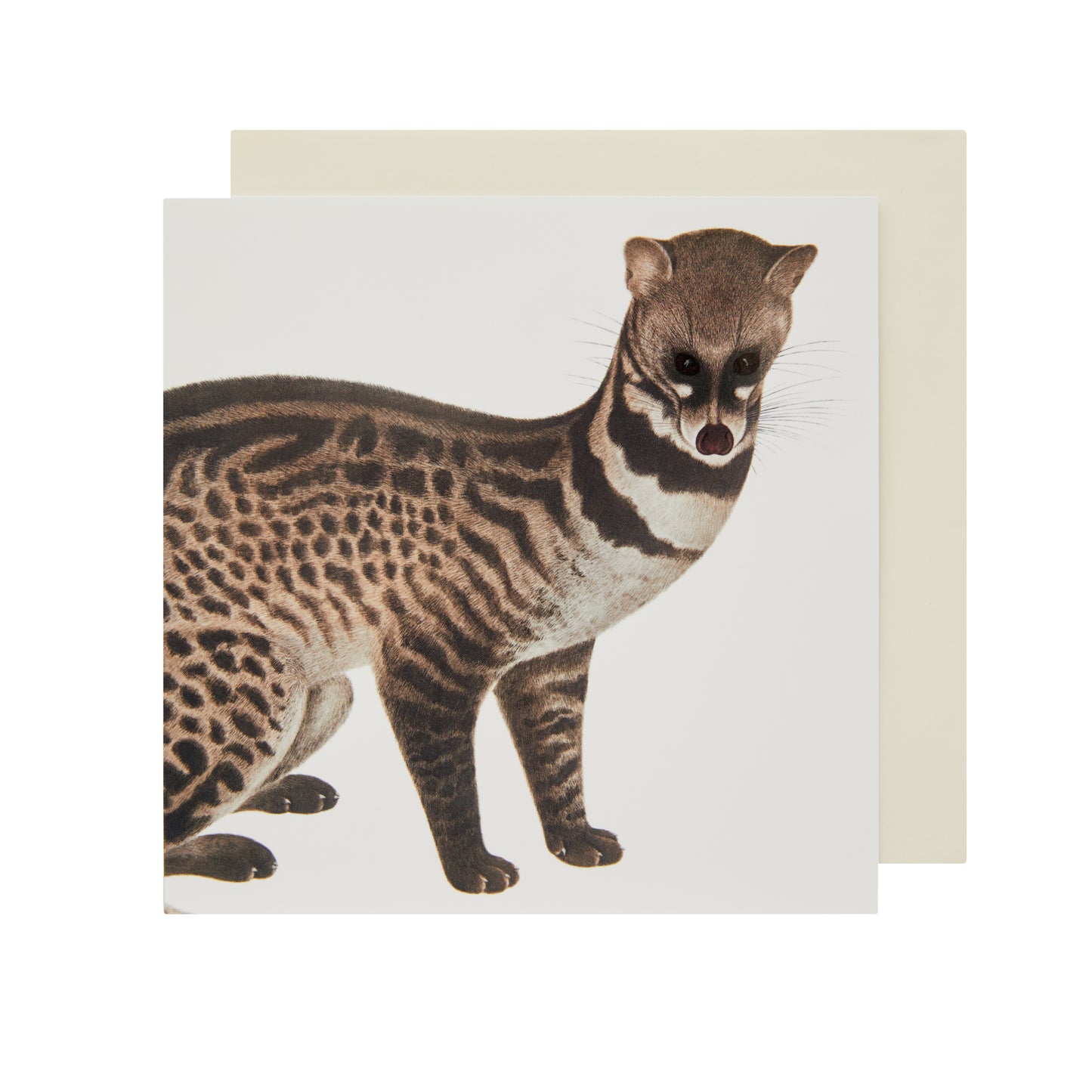 Indian Civet - Greetings Card