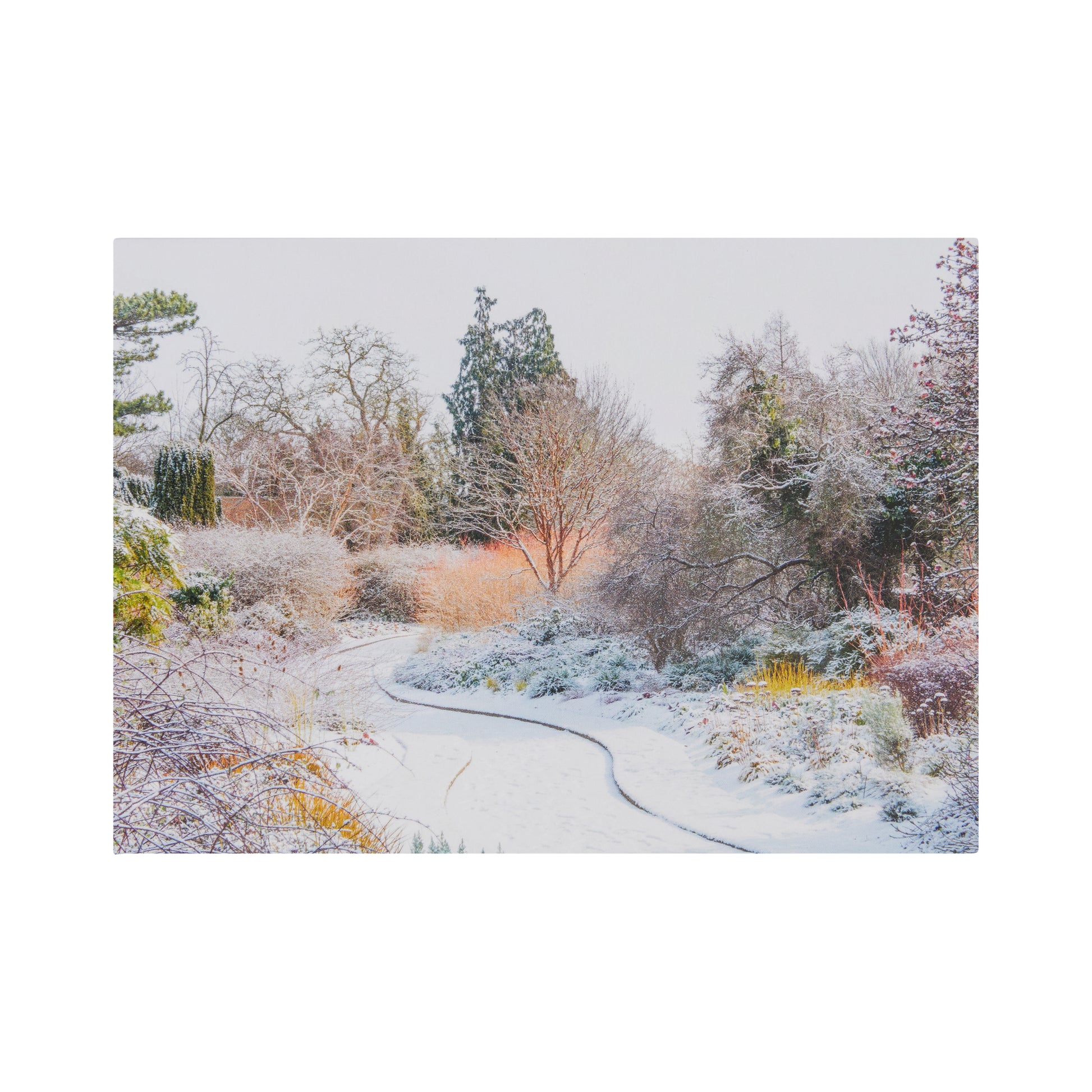 Winter Garden scene with snowy path, shrubs and trees. Photograph taken in Cambridge University Botanic Garden.