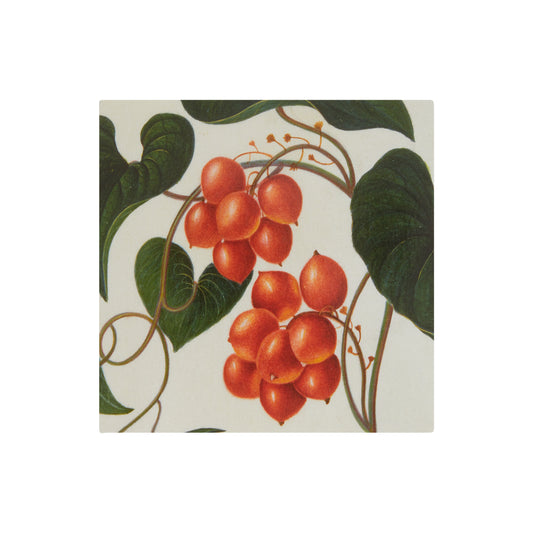 Small square Christmas card - illustration of black bryony plant. By James Bolton. From the collection of the Fitzwilliam Museum. 