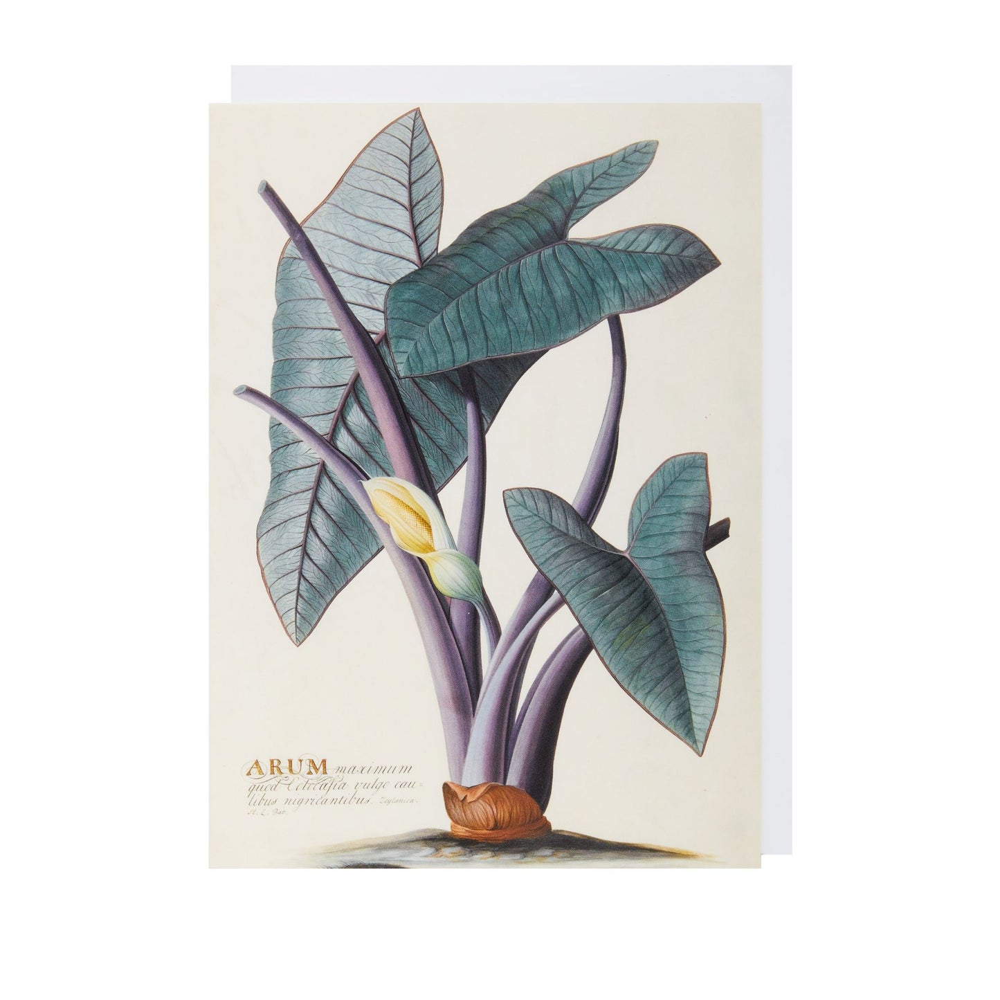 Arum - Greeting card