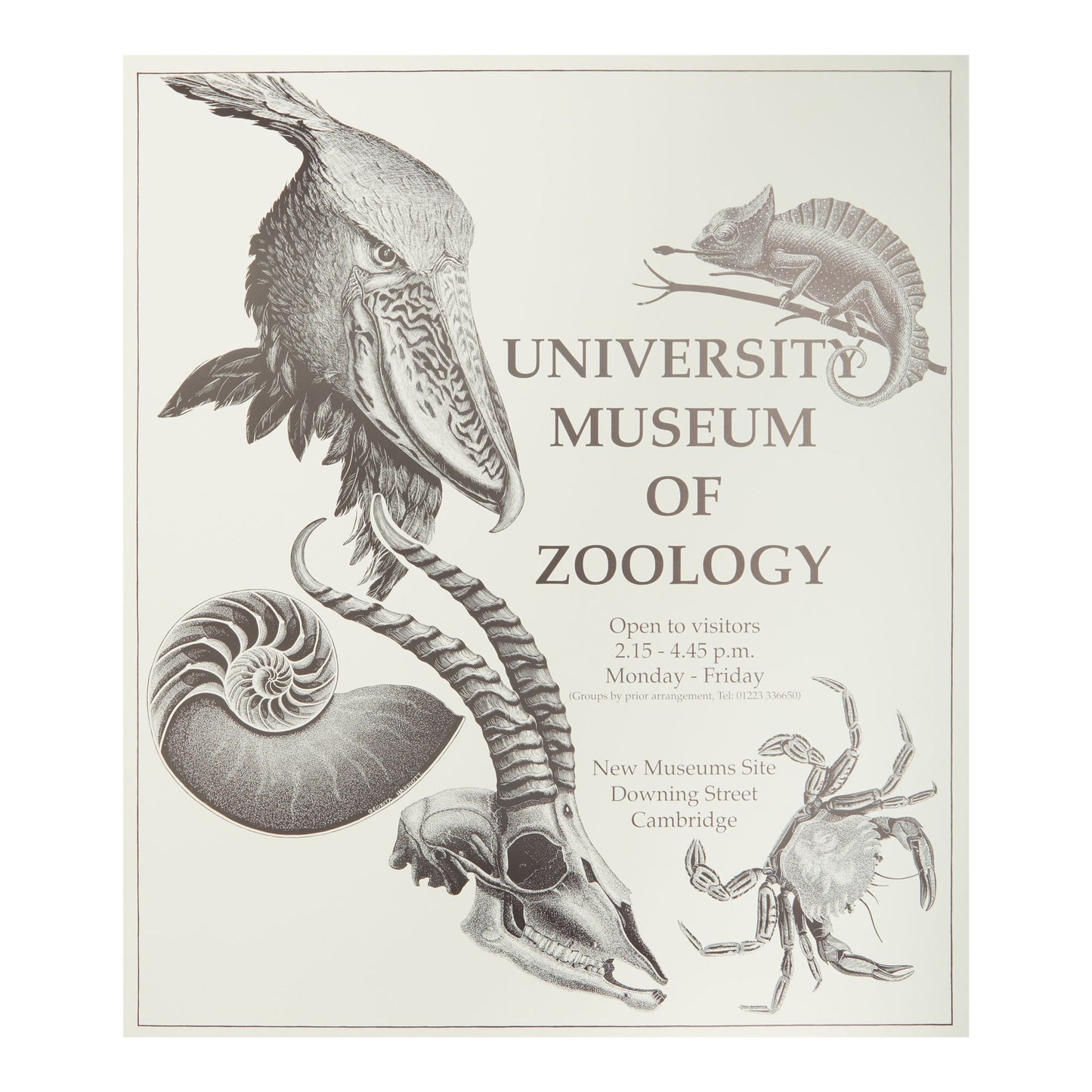Museum of Zoology - Poster