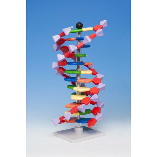 Molymod Kit - DNA