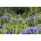 100% cotton tea towel featuring blue and purple flowers of the Bee Border at Cambridge University Botanic Garden. Brought to you by CuratingCambridge.co.uk
