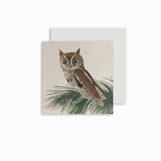 Little Screech Owl - Christmas card pack