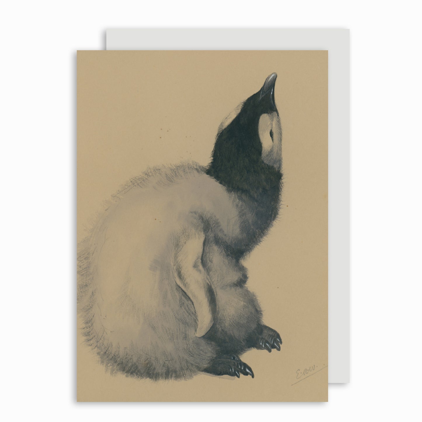 Emperor Penguin chick - Christmas card pack