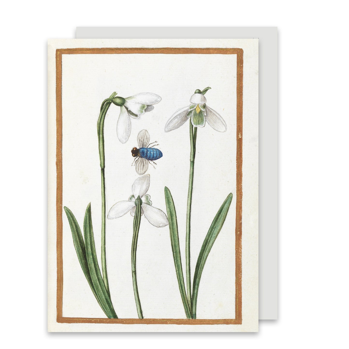 Galanthus nivalis (Snowdrops) - Greeting card