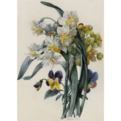 Greeting card - Narcissi and Pansies by Nathalie d'Esmenard. From the collection of The Fitzwilliam Museum, brought to you by CuratingCambridge.com