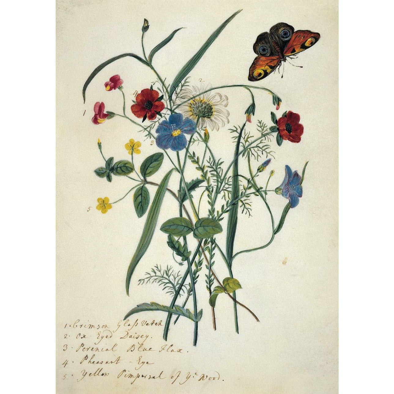 Greeting card - Flowers of the field by Mary Forbes, including red vetch, blue flax, and a white daisy, with a tortoiseshell butterfly. From the Broughton collection of The Fitzwilliam Museum, brought to you by CuratingCambridge.com