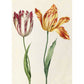 Greeting card - Two 'broken' tulips by Nicolas Robert. One white and dark pink, with petals almost closed, the other yellow and red, with petals falling open. From the Broughton collection of The Fitzwilliam Museum, brought to you by CuratingCambridge.com
