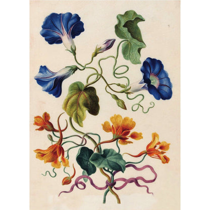Greeting card - Blue morning glory and orange nasturtium flowers, with leaves and curling stems, against an off-white background. Attributed to Nicolas Robert. From the Fitzwilliam Museum, brought to you by CuratingCambridge.com