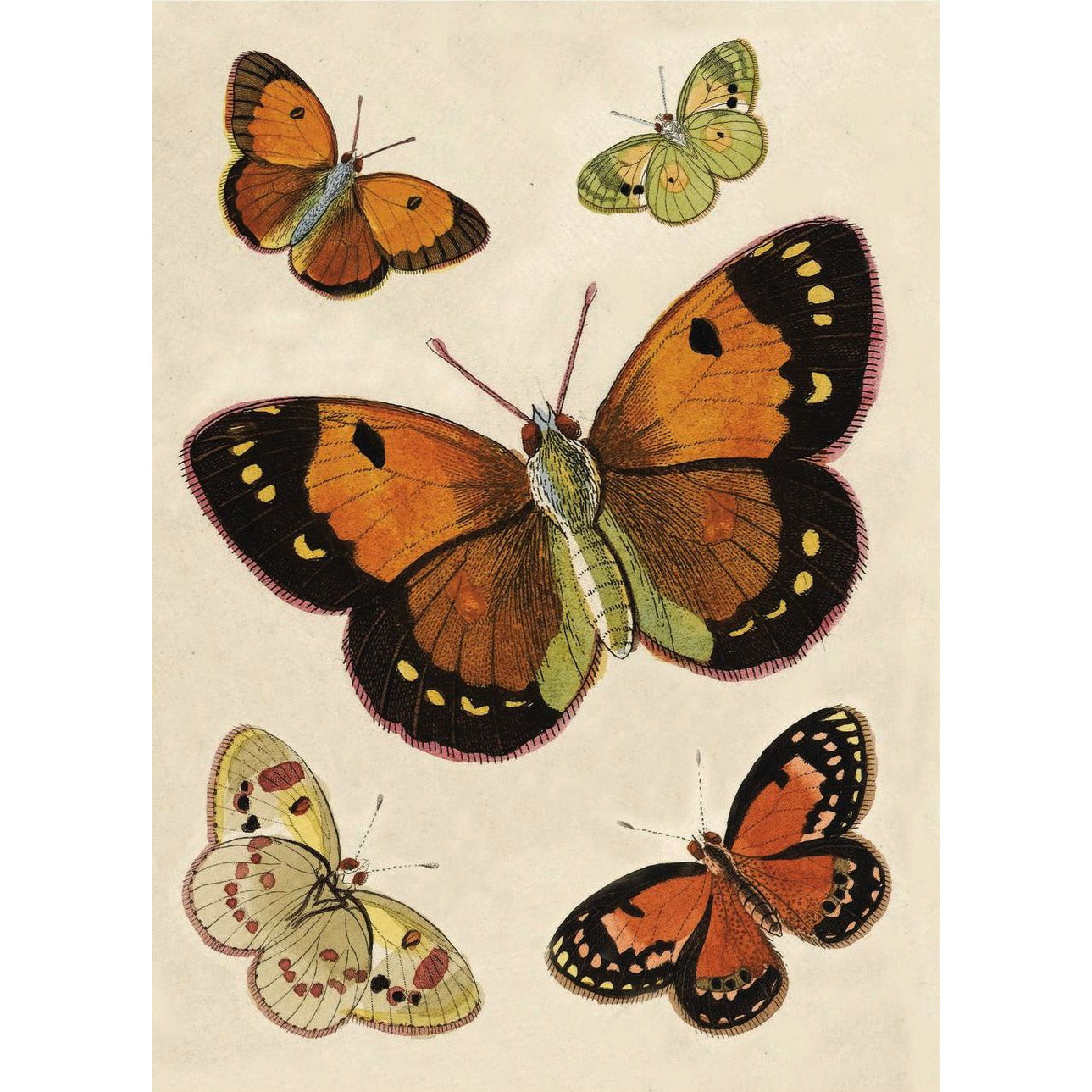 Orange Butterflies - Greeting card