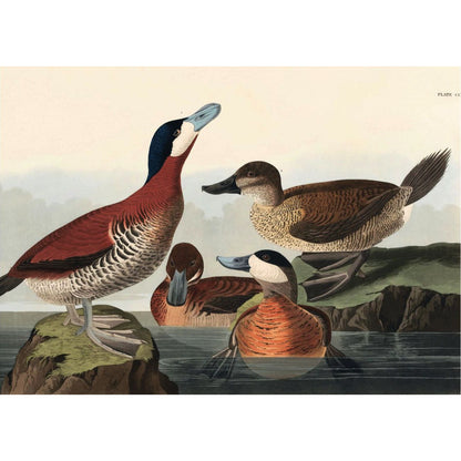 Greeting card, landscape format. Ruddy ducks by John James Audubon. Four ducks with diverse plumage in shades of brown, cream, black, and orange, in a lakeside habitat. From the collection of The Fitzwilliam Museum, brought to you by CuratingCambridge.com