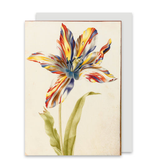 A Multicoloured Broken Tulip - Greeting card