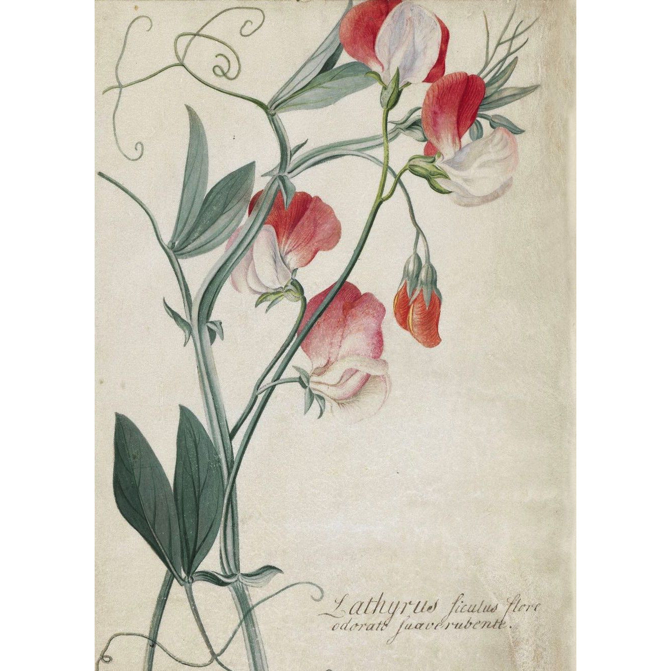 Greetings card - Lathyrus siculus flore, or sweet pea, by Georg Dionysus Ehret. From the Broughton collection of The Fitzwilliam Museum, brought to you by CuratingCambridge.com