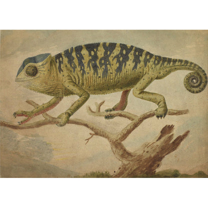 A Chameleon - Greeting card