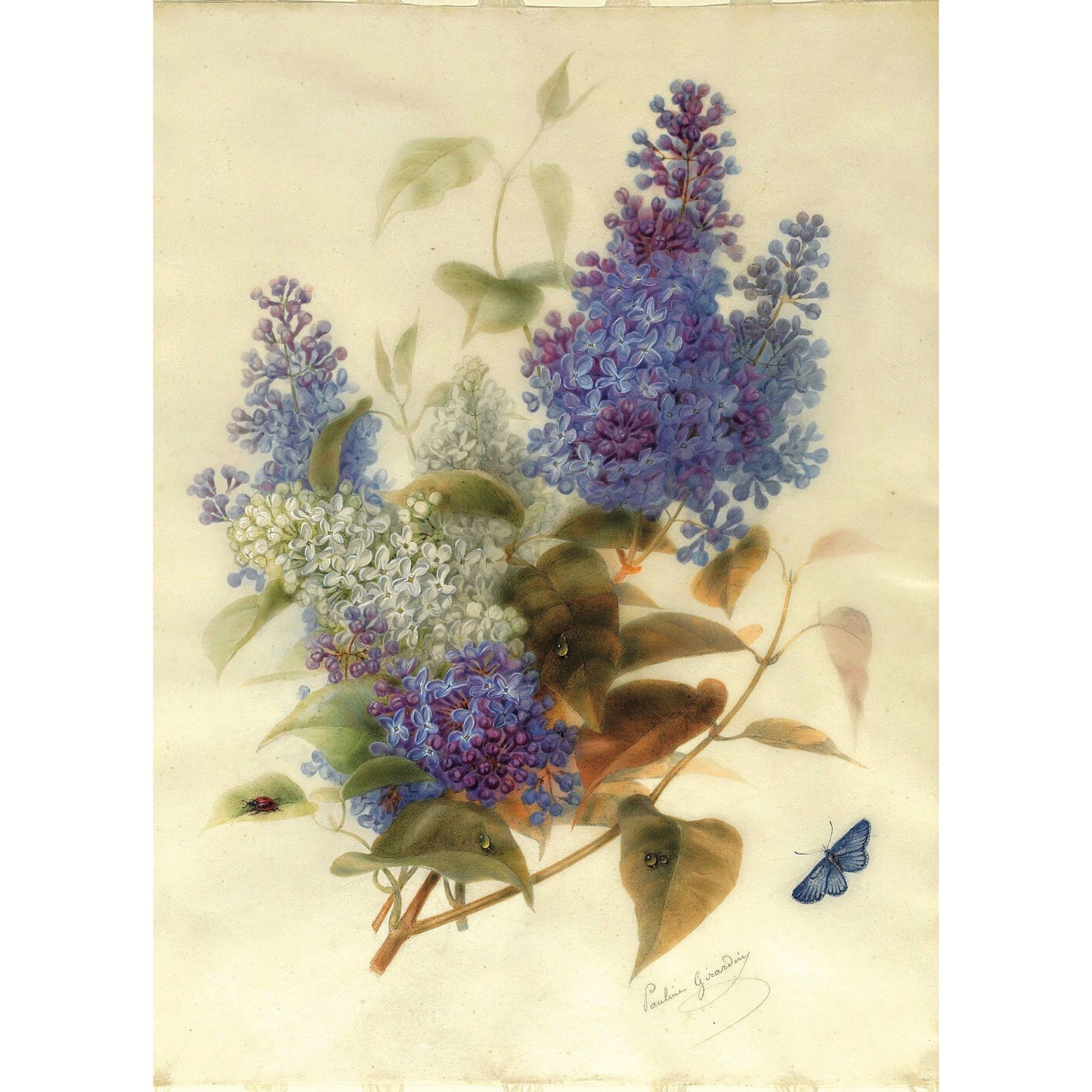 Greeting card - Spray of Lilac by Pauline Girardin. Study of lilac flowers in different shades of purple, blue and white. From the Broughton collection of The Fitzwilliam Museum, brought to you by CuratingCambridge.com
