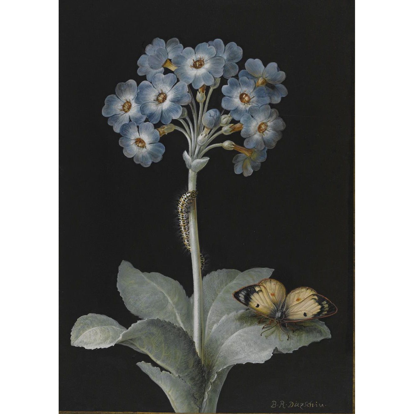 Greeting card - Blue primula auricula, with patterned caterpillar on the stem and pale clouded yellow butterfly on a leaf. Black background. From the collection of The Fitzwilliam Museum, brought to you by CuratingCambridge.com