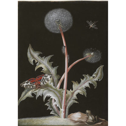 Greeting card - Taraxacum officinale (dandelion) with insects and a frog, against a black background. From the collection of The Fitzwilliam Museum, brought to you by CuratingCambridge.com