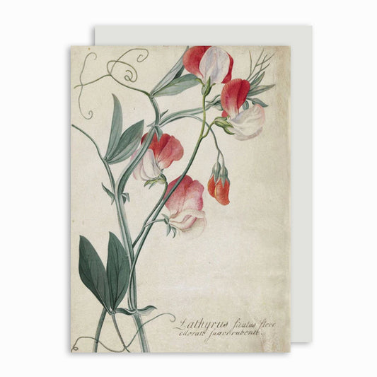 Lathyrus Siculus Flore - Greeting card