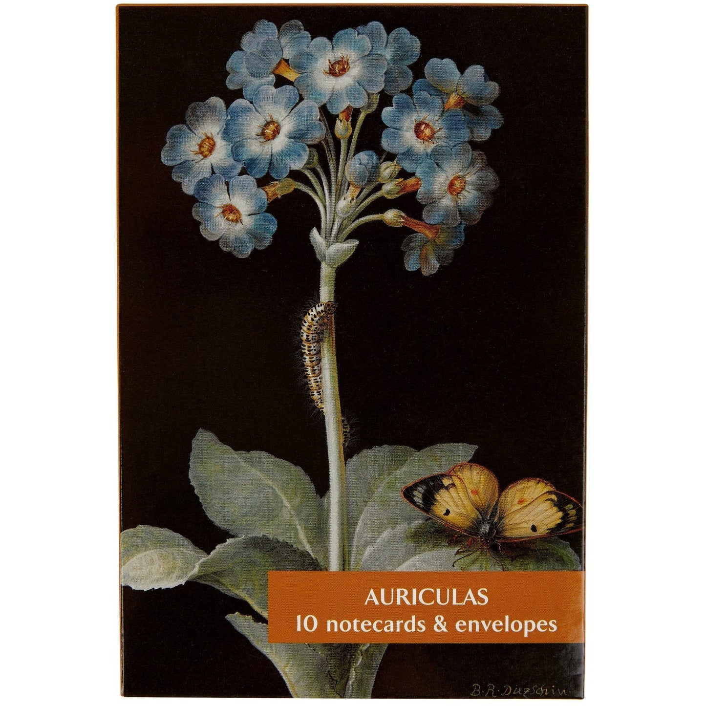 Notecard pack - Auriculas. Cover image Primula auricula by Barbara Dietzsch. From the Broughton Collection of the Fitzwilliam Museum, brought to you by CuratingCambridge. 