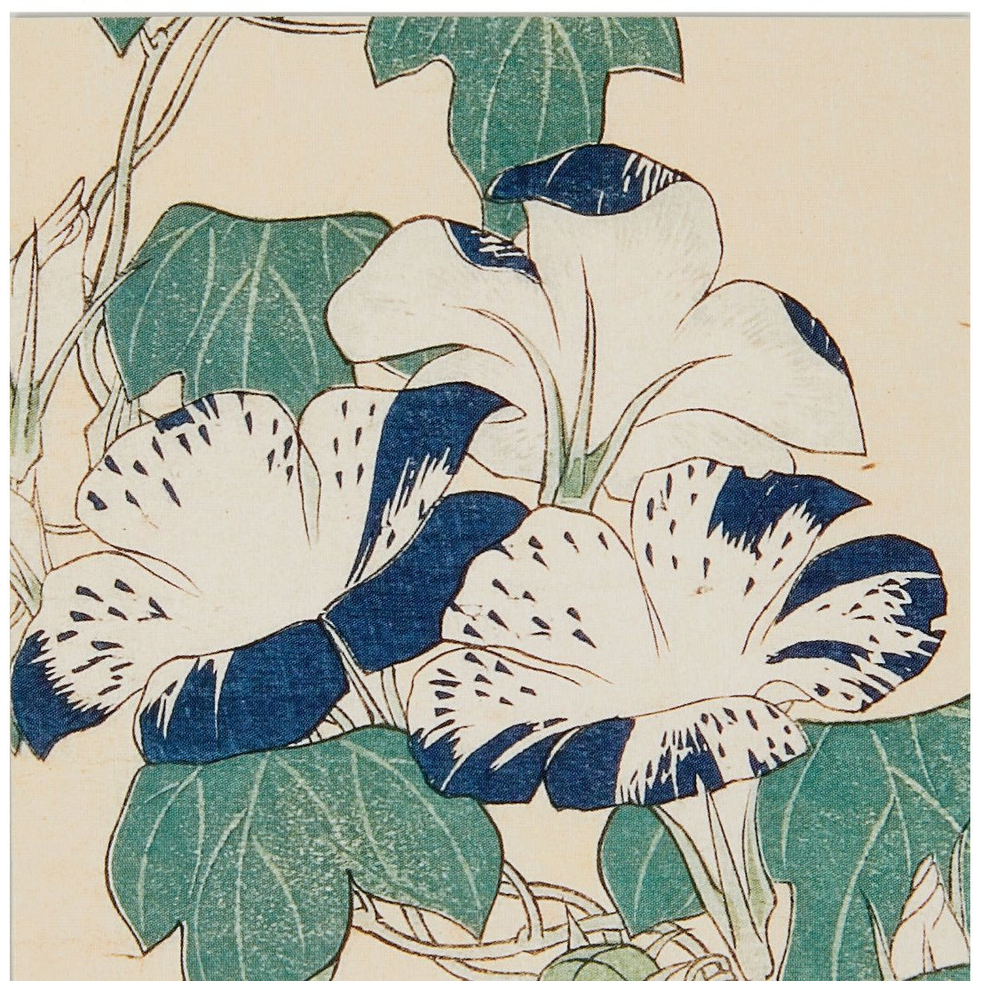 Notecard - detail from Convolvulus and tree frog by Katsushika Kokusai. From the collection of the Fitzwilliam Museum, brought to you by CuratingCambridge.co.uk