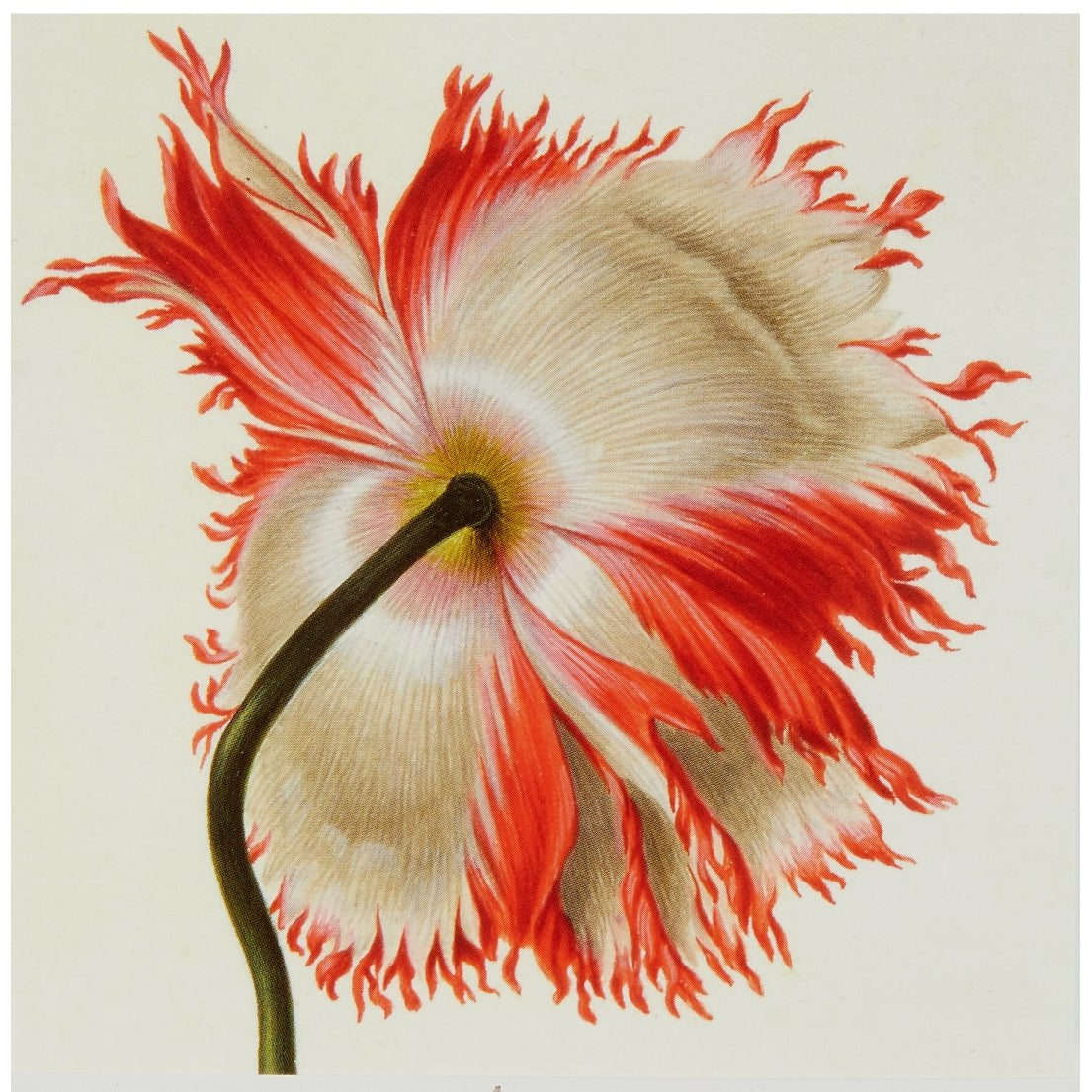 Notecard - Field Poppy, seen from behind by Pieter Withoos. From the Broughton collection of the Fitzwilliam Museum, brought to you by CuratingCambridge.co.uk